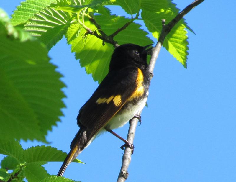 An adult male American redstart after his first year is a dramatic display of black and orange. Courtesy of Jeff Wells #bird-column, #Boothbay-Register, #jeff-and-allison-wells, #birds, #Maine