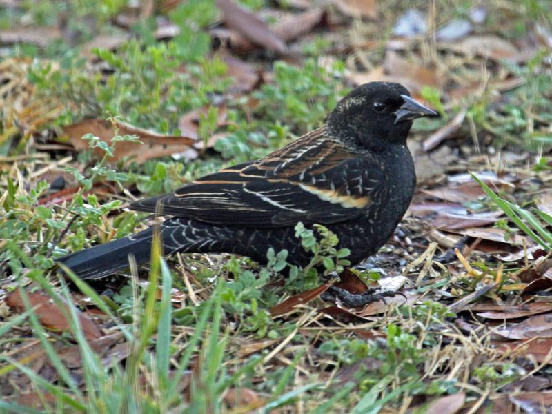 An immature male red-winged blackbird, like this one, can be confusing as it seems to combine features of the male plumage and the female plumage. Photo by DickDaniels http://theworldbirds.org/ courtesy of Wiki Commons #bird-column, #Boothbay-Register, #jeff-and-allison-wells, #birds, #Maine
