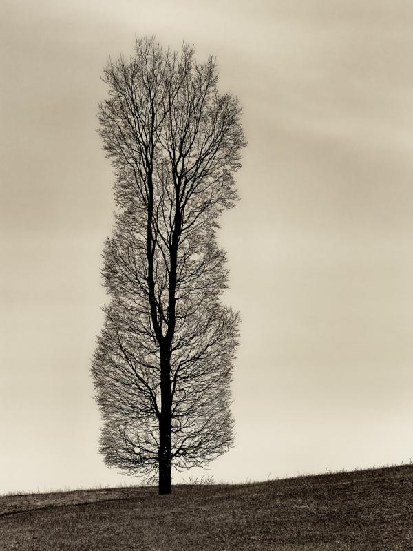 First place B&W: Allen Cairns’ “Strong and Tall.” Courtesy of MPS