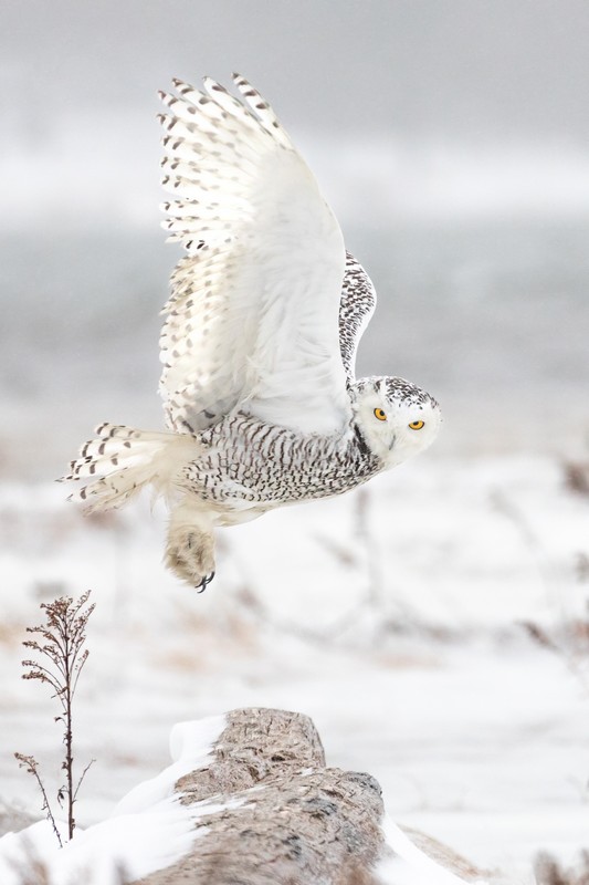 The stunning Best of Show photograph “Arctic Visitor” by Hallowell-based photographer Jennifer Bechard. Courtesy of MPS