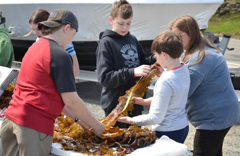 Students from 10 Maine schools participated in Boothbay Sea Science Center’s experiment learning how seaweed grows. BILL PEARSON/Boothbay Register