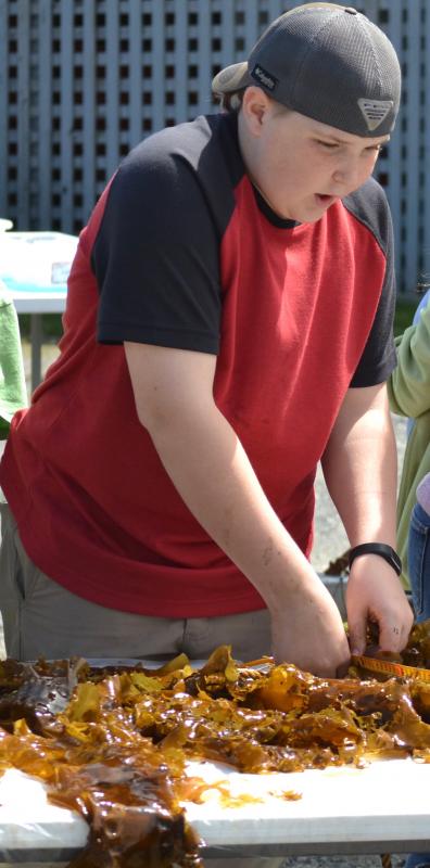 On May 5, Boothbay Region, Edgecomb Eddy and Southport Central students harvested their sugar kelp and alaria growing in the ocean. BILL PEARSON/Boothbay Register