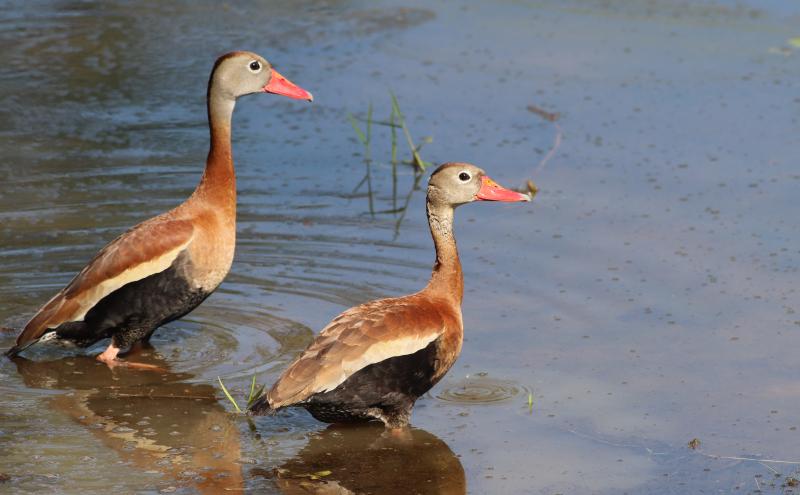 Once a rare species found only as far north as the Rio Grande Valley of Texas, the striking black-bellied whistling-duck is now regular across eastern Texas, Louisiana, and Florida, and smaller numbers occur regularly across much of the eastern U.S. Photo by Gary Leavens, courtesy of Wikimedia Commons. #bird-column, #birds, #boothbay-register, #jeff-and-allison-wells, #maine, #whistling-ducks