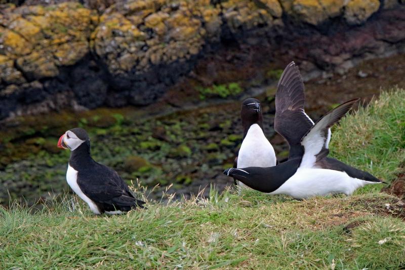 Razorbills don't have the showy orange bills of Atlantic puffins but have many similarities in life history including living in offshore marine habitats and nesting on islands. Photo by Gunther Tschuch under Creative Commons Attribution-Share Alike 4.0 International license courtesy of Wikimedia Commons. #bird-column, #boothbay-register, #jeff-and-allison-wells, #birds, #maine, #razorbill