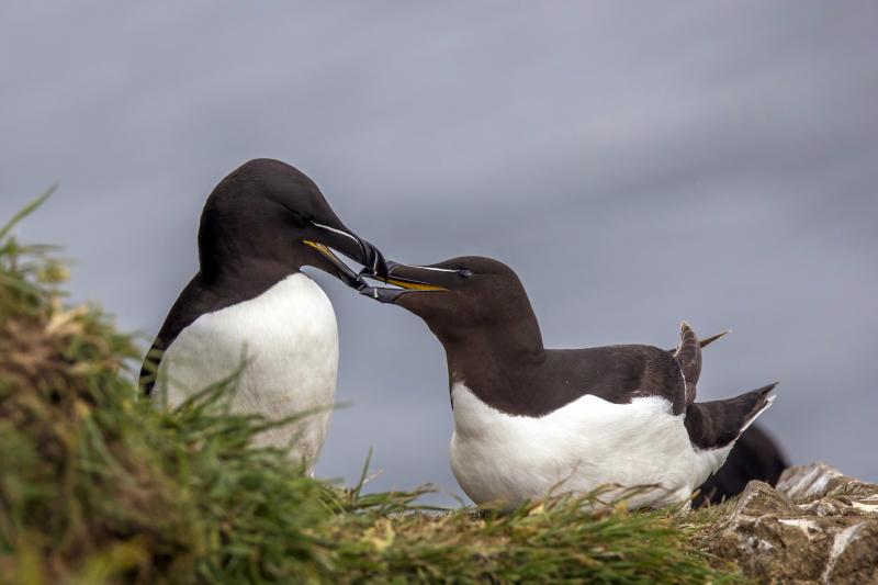 Razorbills are a study in elegant black and white but with bright yellow mouth linings during the breeding season. Photo by Charles J, Sharp under Creative Commons Attribution-Share Alike 4.0 International license courtesy of Wikimedia Commons. #bird-column, #boothbay-register, #jeff-and-allison-wells, #birds, #maine, #razorbill