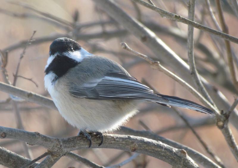 Five Easy-to-Learn Wild Bird Sound Imitations | Boothbay Register