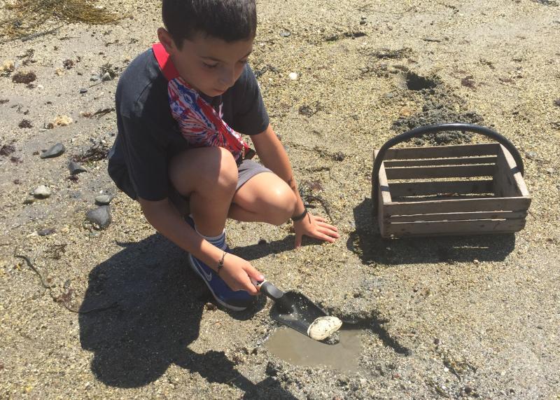 First live clam of the day - there were quite a few that had passed on. LISA KRISTOFF/Boothbay Register