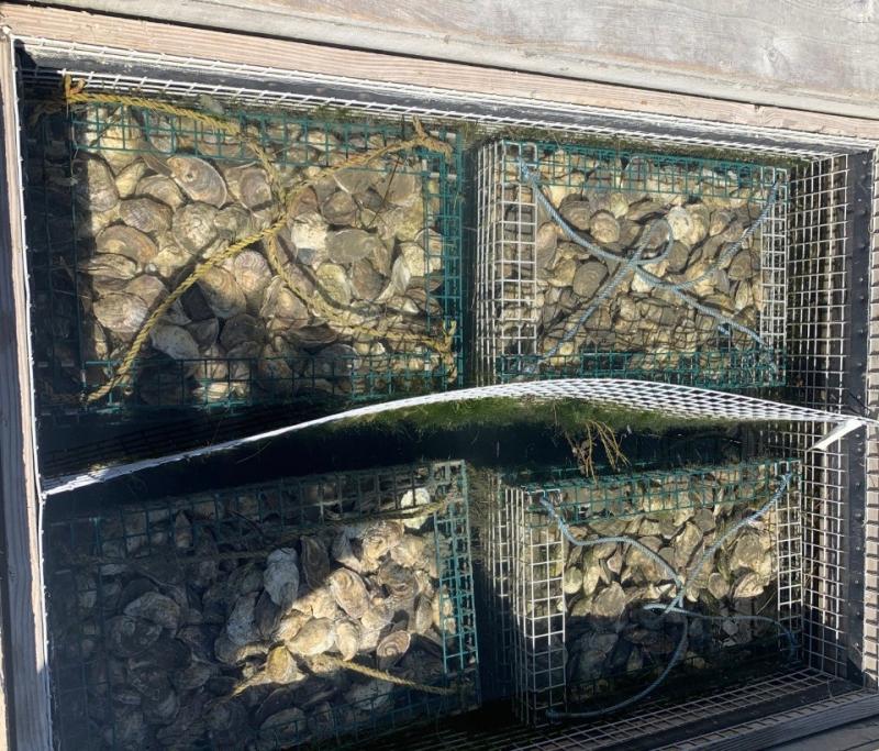 Once Glidden Point Oyster Farm harvests its supply, it is kept fresh under water until served or shipped. BILL PEARSON/Boothbay Register