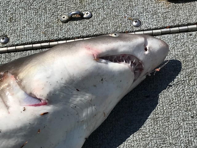 Massive shark caught near Sandy Hook 