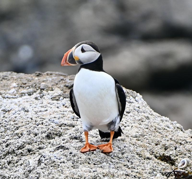 Adopt or Renew your Eastern Egg Rock Puffin