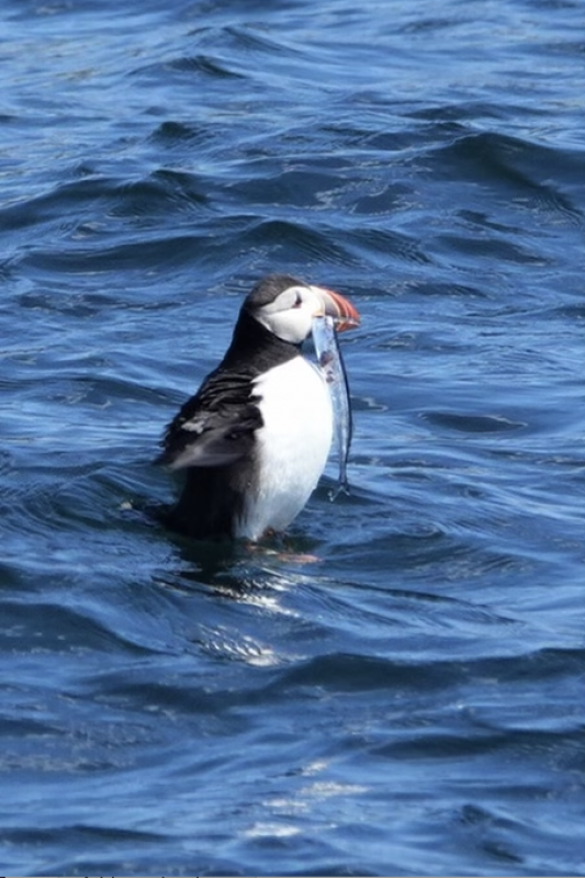 Cooped Up? Photos Of This Puffin Island Will Make You Feel Free