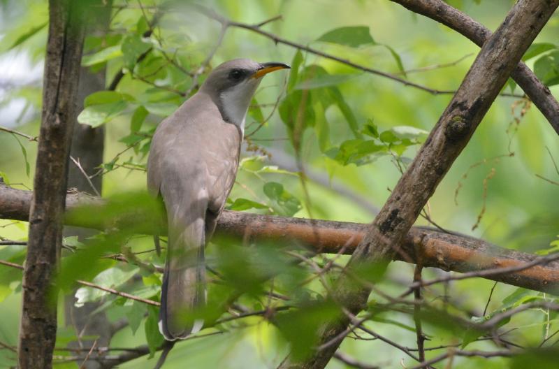 Yellow-billed cuckoos are skilled at remaining hidden in leafy trees and shrubs, but occasionally, with patience and a little luck, it’s possible to get a good view or even a photo. Photo by Andy Reago & Chrissy McClarren courtesy of Wikimedia Commons. #bird-column, #cuckoos, #boothbay register, #jeff-and-allison-wells, #birds