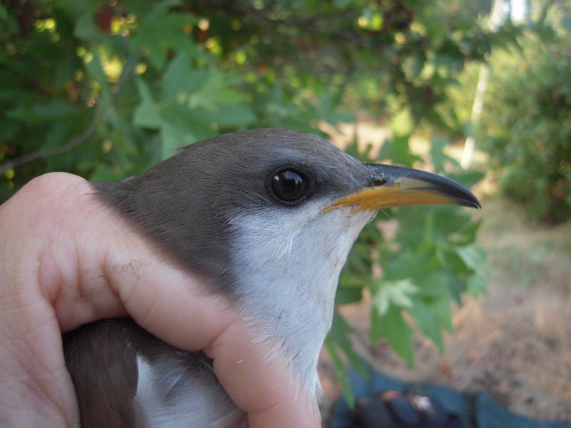 Yellow-billed cuckoos are well-named for their substantial yellow bill. The bird in this photo was captured for banding and then released. Photo by Mark Dettling/Point Blue Conservation Science courtesy of Wikimedia Commons. #bird-column, #cuckoos, #boothbay register, #jeff-and-allison-wells, #birds