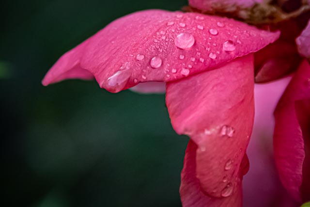 Martin Grassie photo