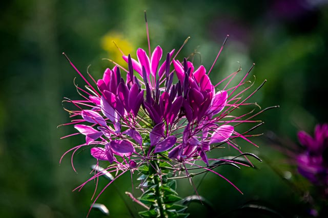 Martin Grassie photo