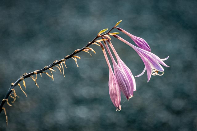 Martin Grassie photo