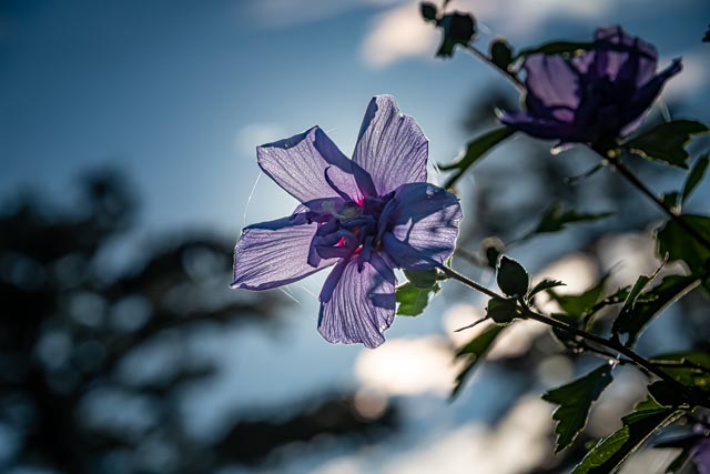 Martin Grassie photo