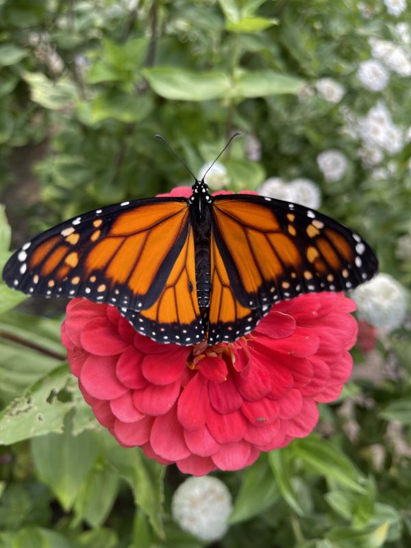 Sally Bullard photo
