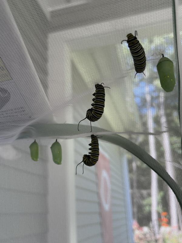 Caterpillars in j-position getting ready to transform. Sally Bullard photo