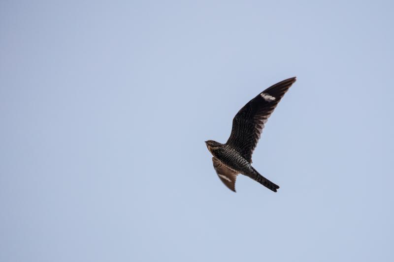 #bird-column, #Jeff and Allison Wells, #Boothbay Register, #birds, #maine, #common nighthawk