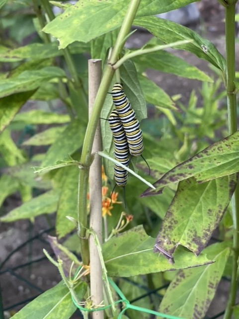 First caterpillars spied on milkweed. Sally Bullard photo