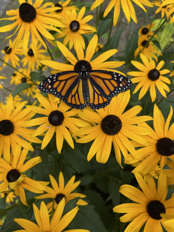 New monarch on rudbeckia – freedom! Sally Bullard photo