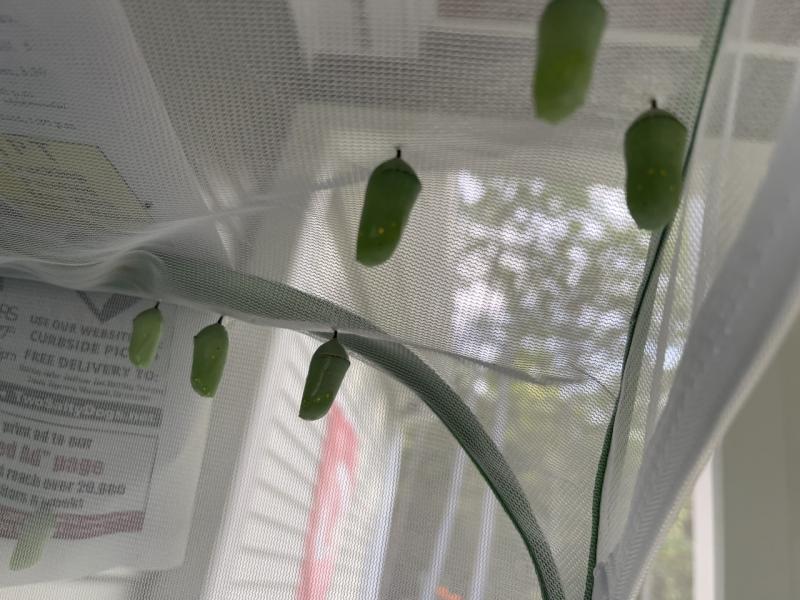Six chrysalises. Sally Bullard photo