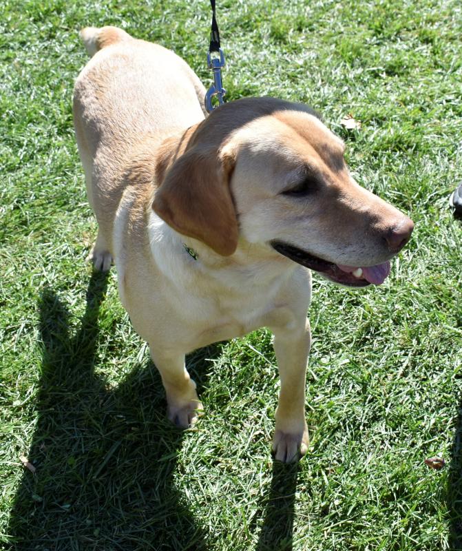 It’s not a fair or festival without the pupsters! LISA KRISTOFF/Boothbay Register