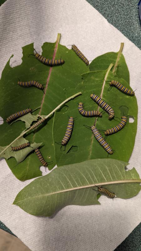 Feasting caterpillars. Julie Roberts photo