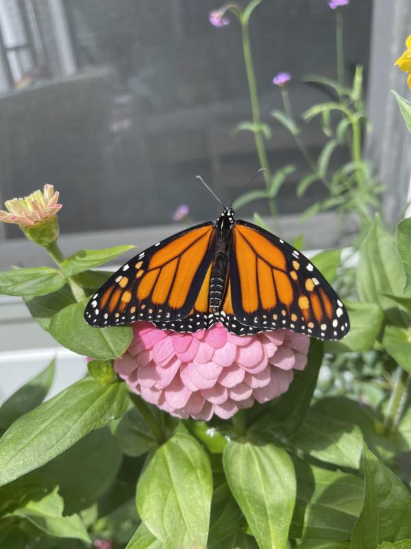 One of Sally Bullard’s female monarchs in the garden. Courtesy of Sally Bullard
