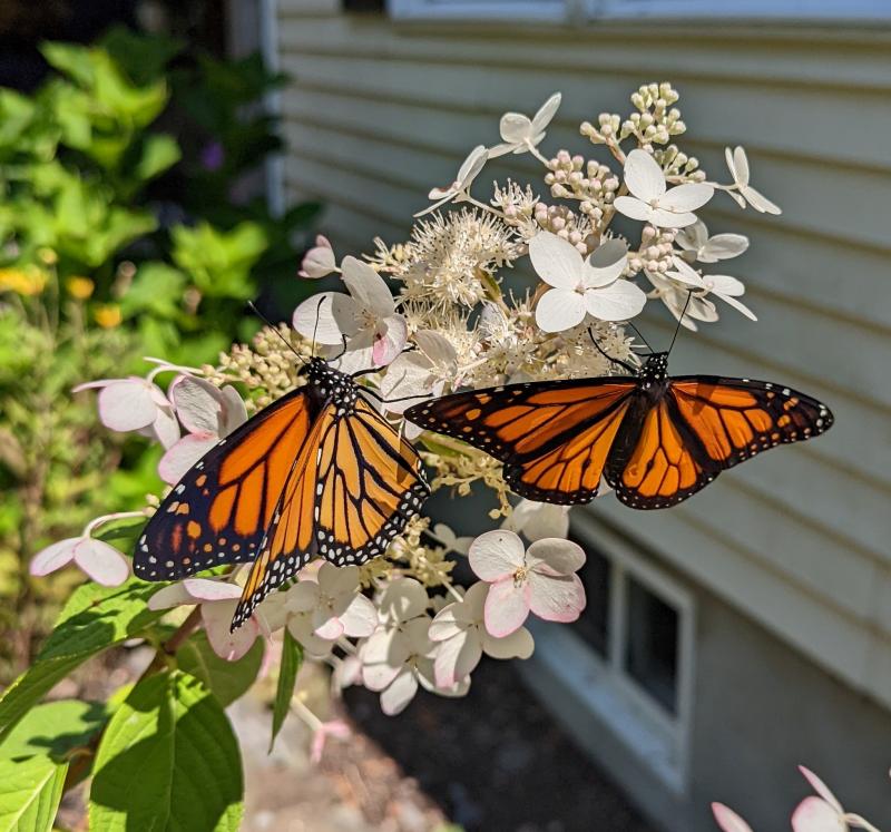 Baby monarchs freed into the yard of Julie and Paul Roberts and family. Julie Roberts photo