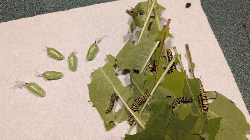 Caterpillars in different stages, some in chrysalis. Julie Roberts photo