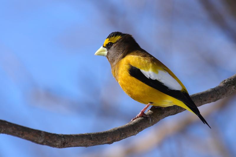 This year there has already been a southward irruptive movement of evening grosbeaks documented across much of the U.S. Through eBird, we see that birders as far south as the Outer Banks of North Carolina, Virginia, Kentucky, southern Illinois, and southern Missouri have already documented evening grosbeaks this season. Courtesy photo #bird-column, #Jeff and Allison Wells, #Boothbay Register, #evening grosbeak, #winter finch