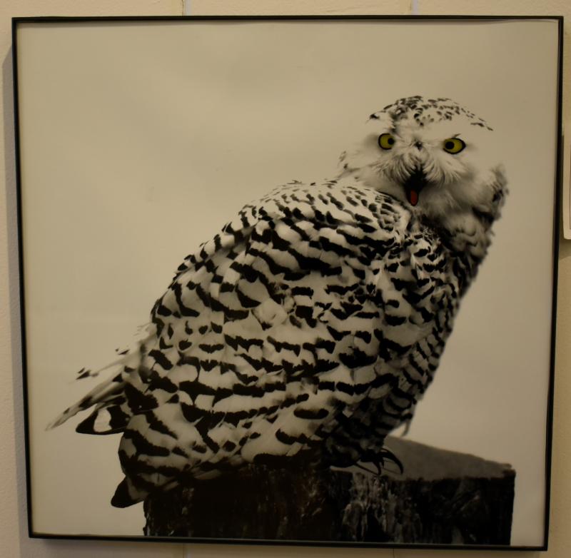 Anne Allen’s photograph of a “Snowy Owl.” Anne Allen
