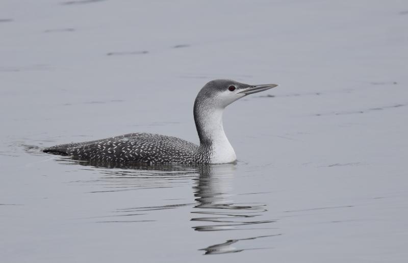 Red-throated loons use the waters of Canada’s Hudson and James Bay as an important stopover before moving down to the Atlantic coast for the winter. Photo by Andy Reago & Chrissy McClarren. #bird-column, #Jeff and Allison Wells, #boothbay register, #maine,, #birds, #COP15