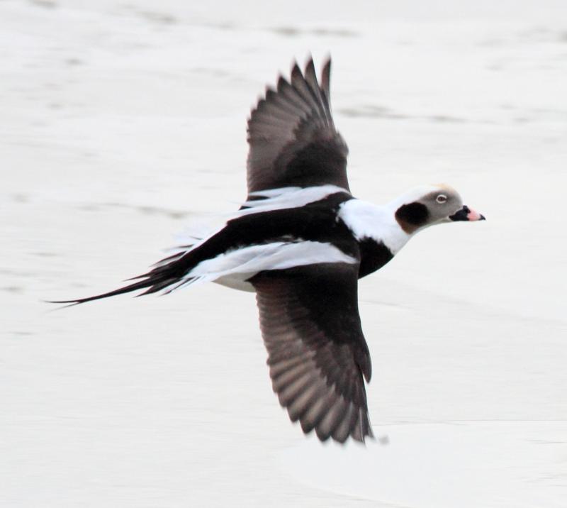 Stunning long-tailed ducks were seen in good numbers around Matinicus Island on the Audubon Christmas Bird Count on Jan. 2, 2023. Photo by Dominic Sherony courtesy of Wikimedia Commons. #bird-column, #Jeff and Allison Wells, #boothbay register, #birds, #maine, #christmas bird count, #matinicus island