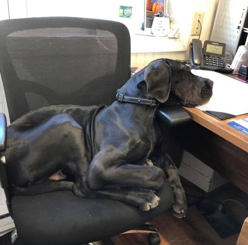 Tonka is ready to assist customers. Courtesy photo