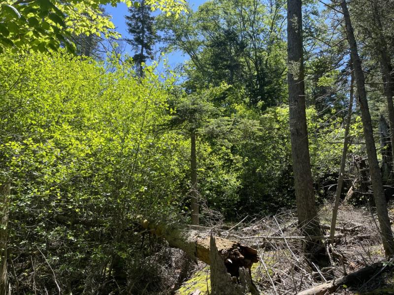 Complete understory in woodlands of glossy buckthorn. Courtesy of Knox-Lincoln Soil & Water Conservation District