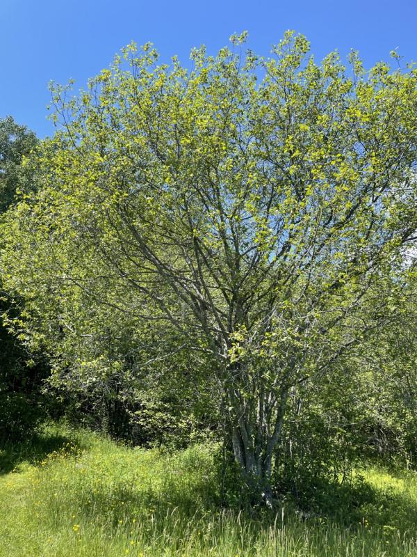 Glossy buckthorn. Courtesy of Knox-Lincoln Soil & Water Conservation District