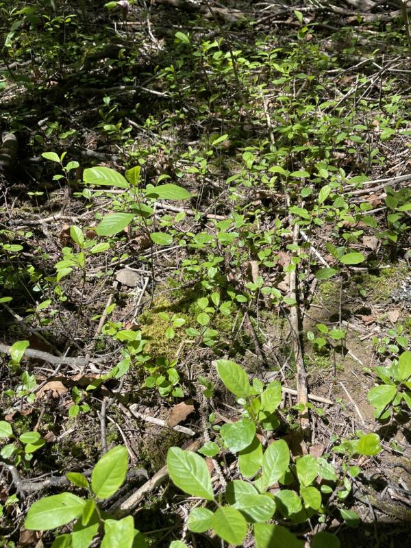 Glossy buckthorn seedlings. Courtesy of Knox-Lincoln Soil & Water Conservation District