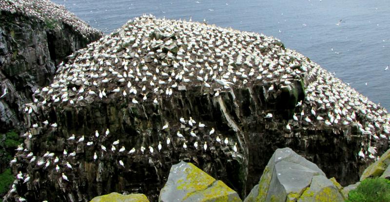 Northern gannet nesting colony at Cape St. Mary's, Newfoundland, one of the six nesting colonies of the species in North America. Many gannets were oiled by the Deepwater Horizon oil spill, as they migrate to the Gulf during the winter months. Photo by D. Gordon E. Robertson, courtesy of Wikimedia Commons. #bird-column, #BP oil spill, #jeff and allison wells, #boothbay register, #maine, #birds