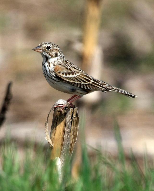 An Extraordinary Opportunity to Help Maine’s Grassland Birds