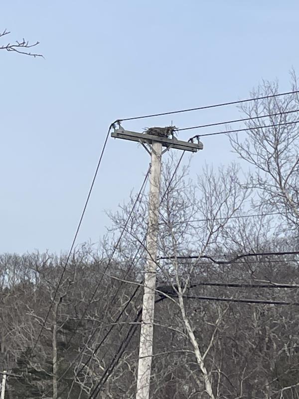 The osprey nest on the pole before the nesting box was installed. Courtesy of Ted Varipatis/Serra Public Affairs