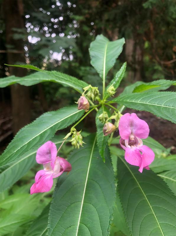 Flowering Himalayan balsam, also known as pink touch-me-not. Courtesy of Knox-Lincoln Soil & Water Conservation District