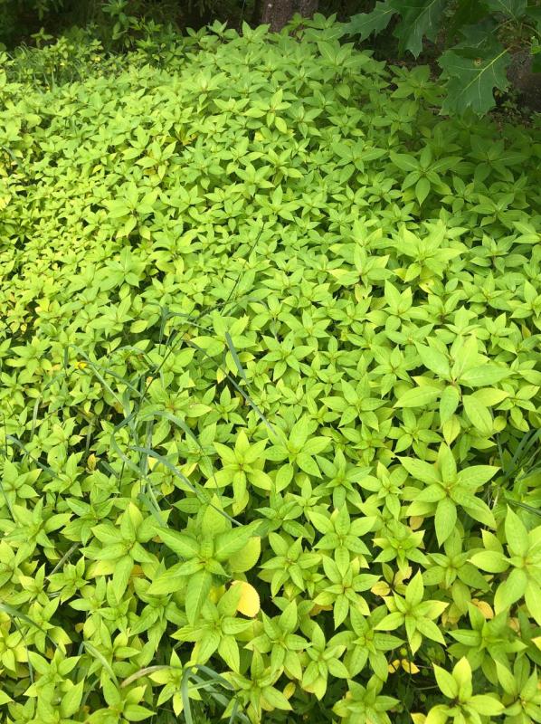 Himalayan balsam before flowering. Courtesy of Knox-Lincoln Soil & Water Conservation District