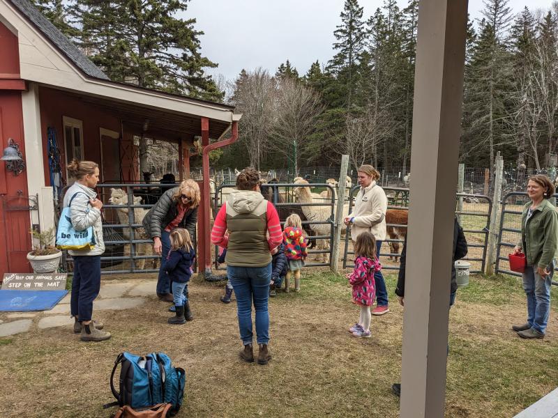 Attending parents enjoy the alpacas. CANDI JONETH/Boothbay Register