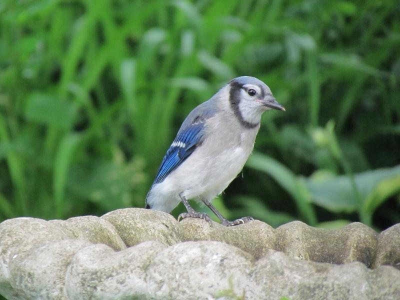 Baby Blue Jays: All You Need To Know