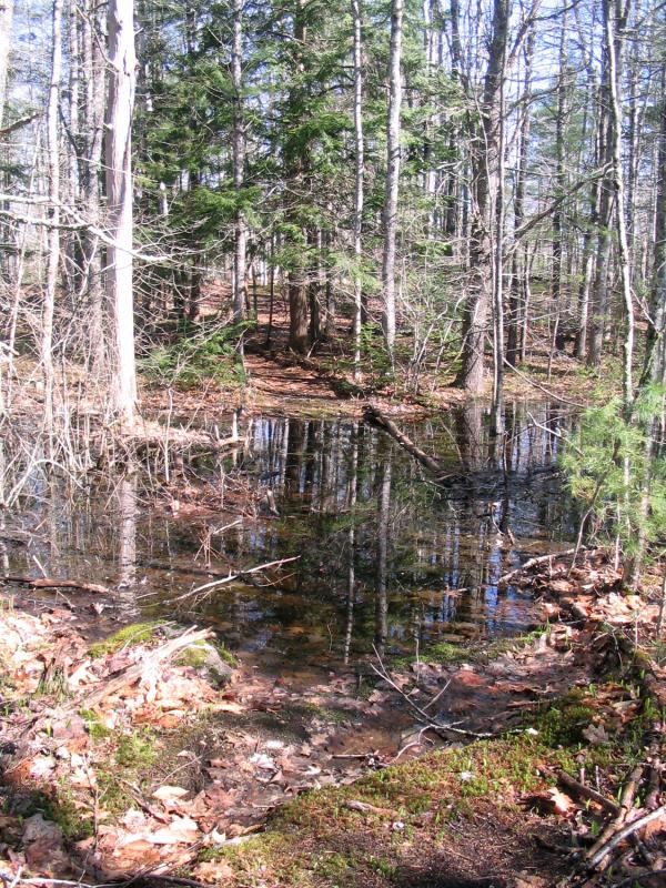 The trail to the House-Day cemetery plot before the bog bridge was installed. Courtesy of Coastal Rivers