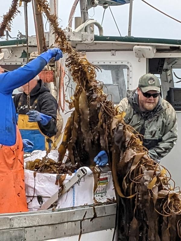 Crew from Thrasher harvest kelp. CANDI JONETH/Boothbay Register
