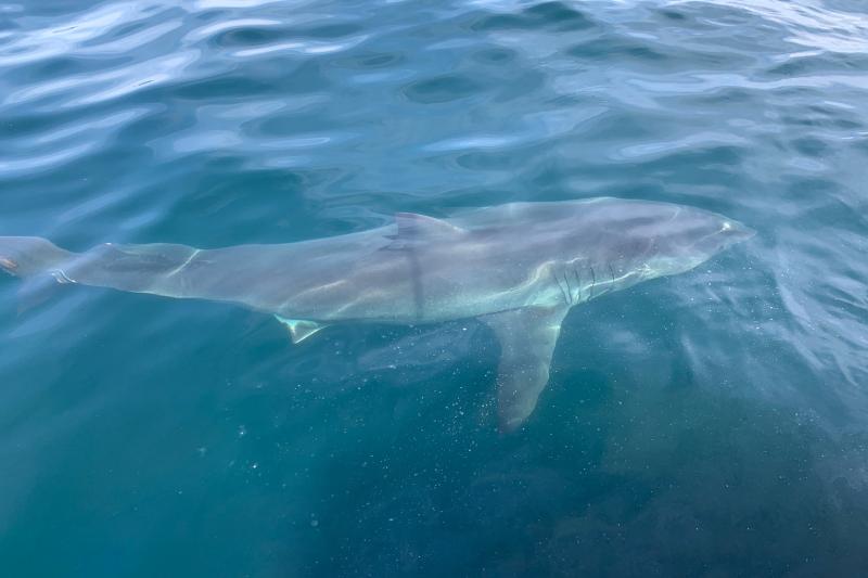 How to Track Sharks  